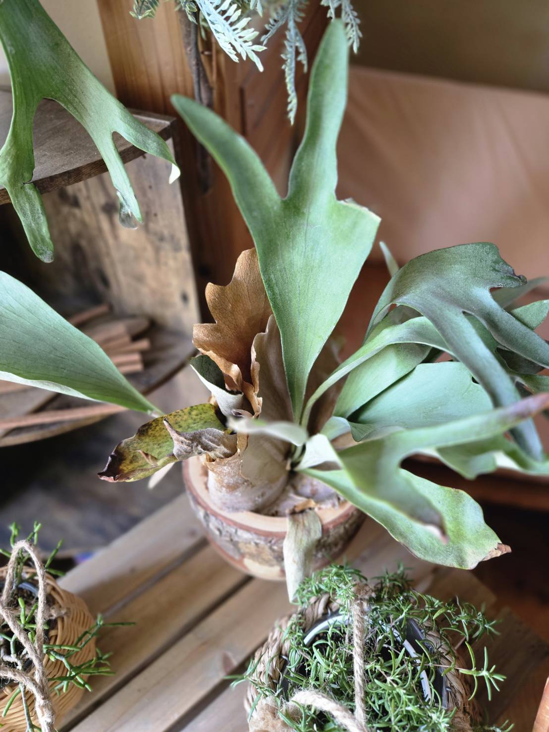 観葉植物のある暮らし、はじめてみませんか?🪴