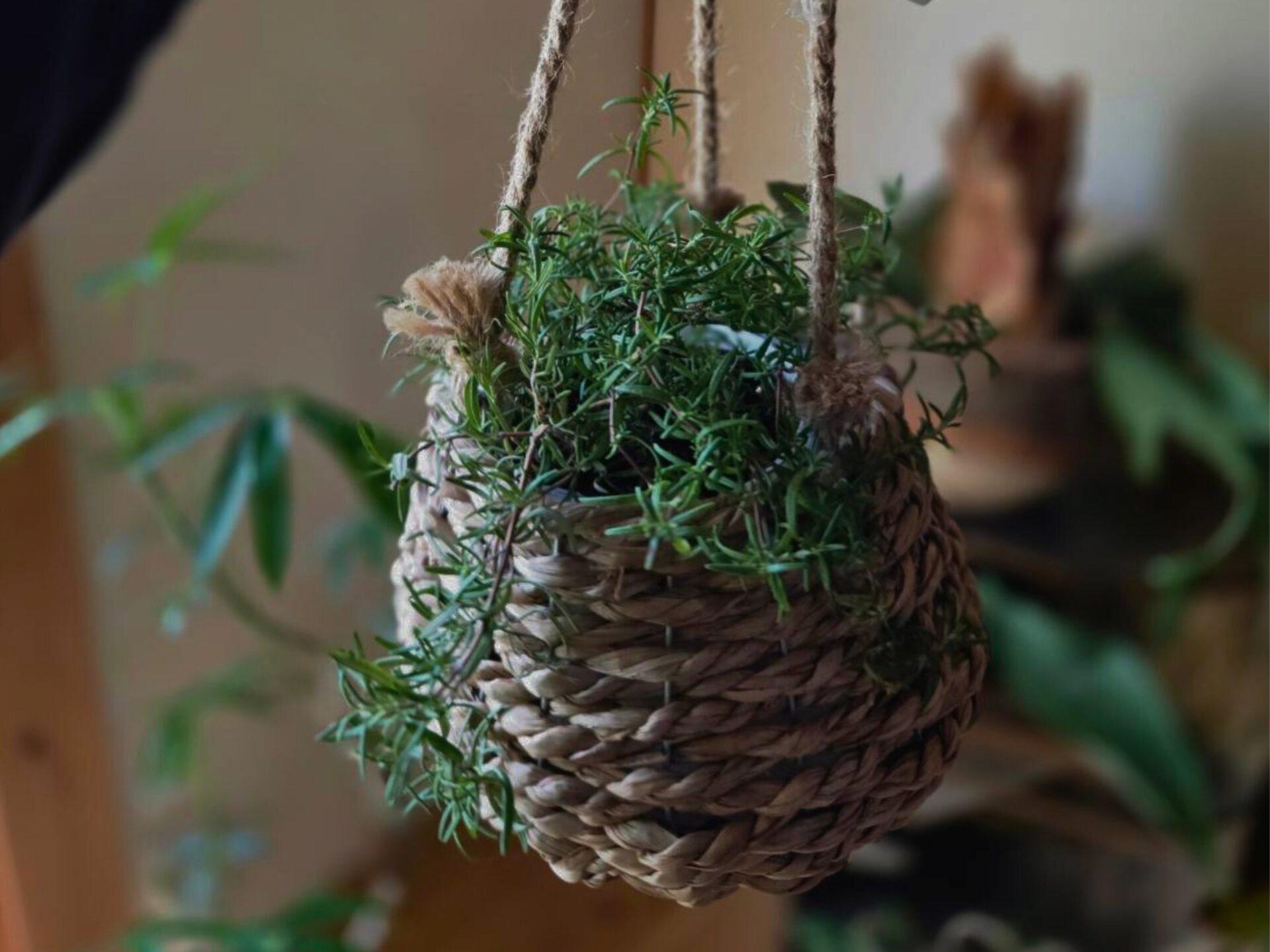 【7/20・21開催】観葉植物フェアのお知らせ🌿
