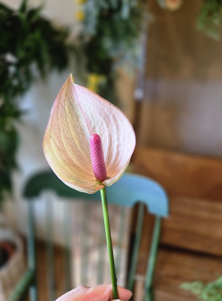 7月の二十四節気って?🌷