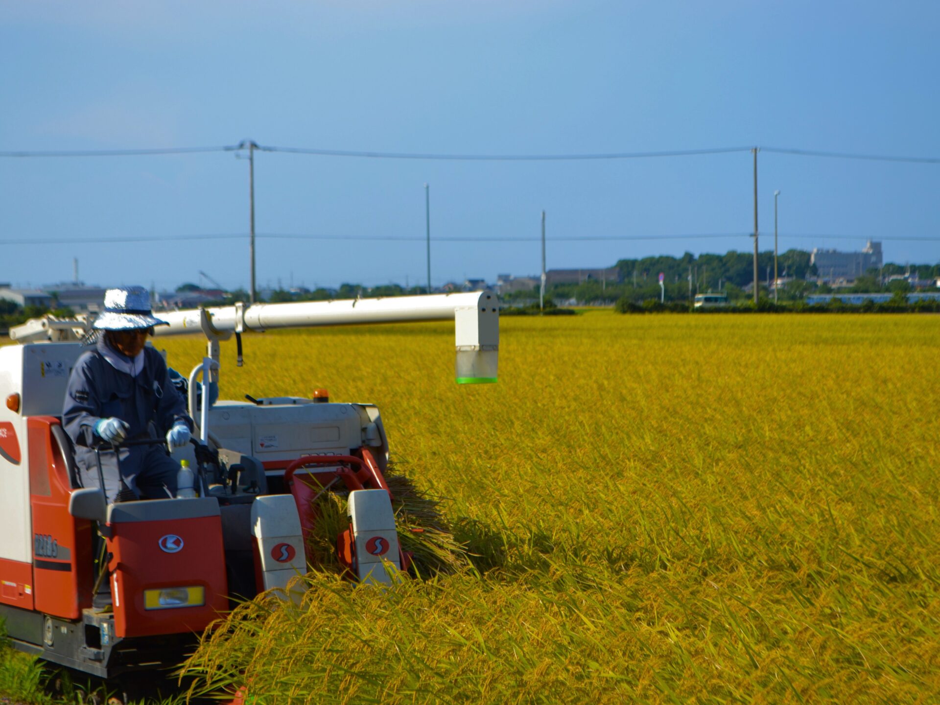 【番外編】阿南の稲刈り🌾早場米って知っていますか？