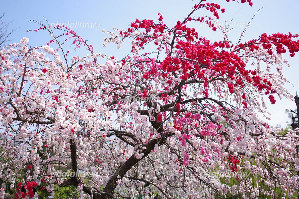 “桃の節句”と”ひな祭り”って?🎎🍑